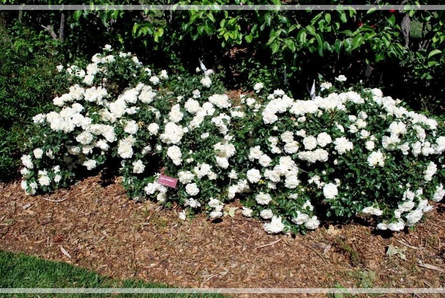 White Meidiland róże okrywowe